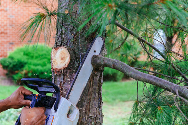 Trusted Vinton, VA Tree Service Experts